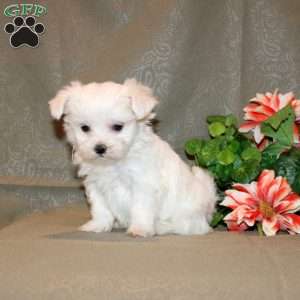 Calvin, Maltese Puppy